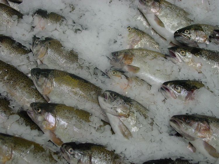 Yaprak Buz ve Buz Makineleri